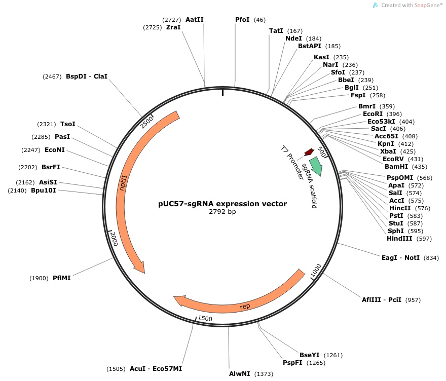Addgene Sgrna Expression Vector 880x752 Addgene Sgrna Expression Vector