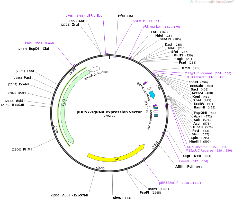 what-is-an-expression-vector-at-vectorified-collection-of-what-is