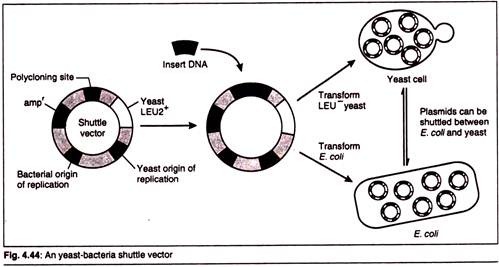 What Is Shuttle Vector At Vectorified.com 