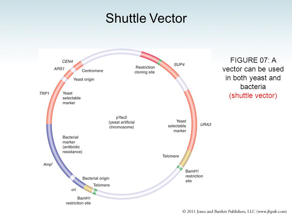 960x720 Methods In Molecular Biology And Genetic Engineering