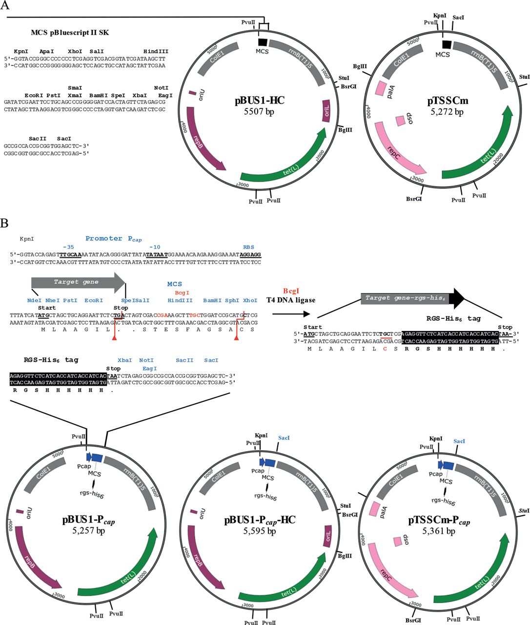1086x1280 New Shuttle Vector Based Expression System To Generate