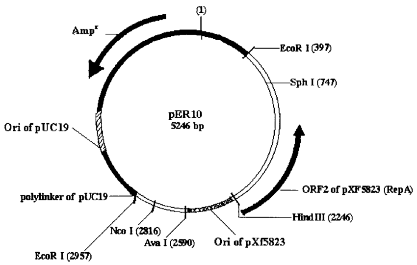 850x540 Physical Map Of The Shuttle Vector Showing The Orientation
