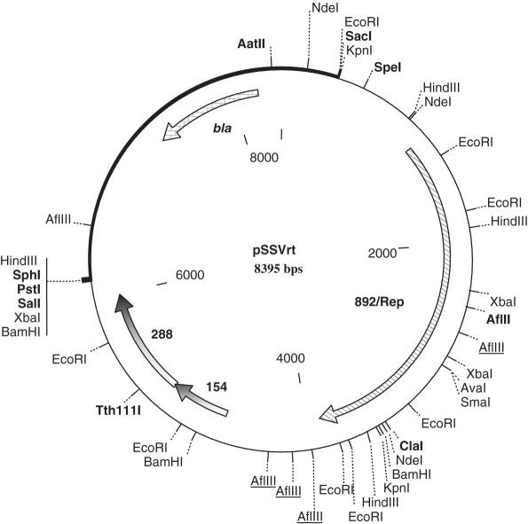 595x591 Plasmid Map Of The Shuttle Vector The Pssvrt Shuttle
