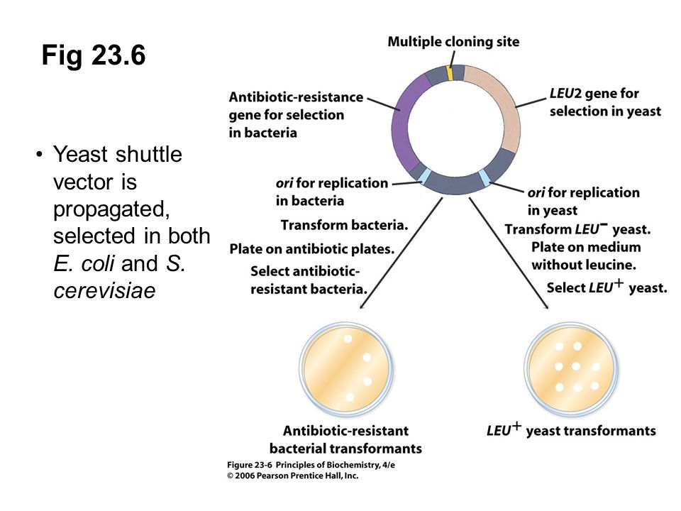 960x720 Principles Of Biochemistry