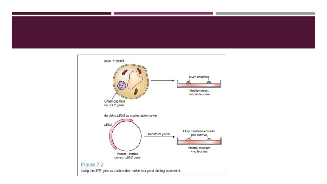 638x359 Shuttle Vector