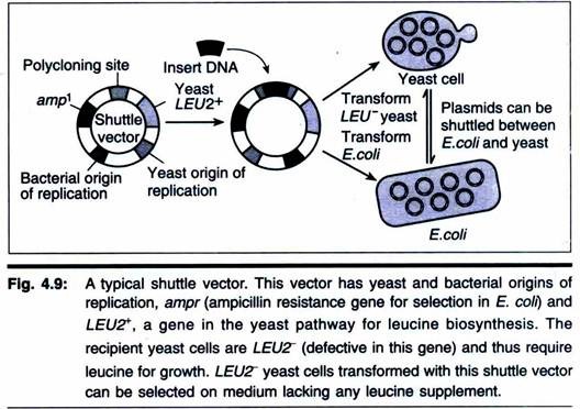 528x372 Treatment Of Cloning Vector System Factors