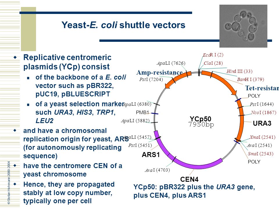 960x720 Yeast Molecular Genetics