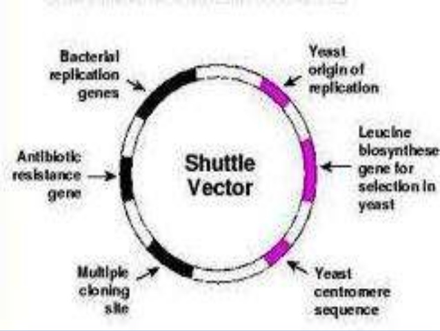 638x479 A Comprehensive Study Of Shuttle Vector Binary Vector And Its