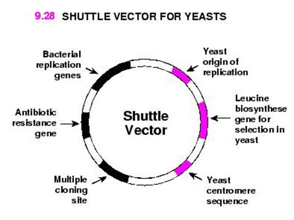 960x720 Cloning Vectors Introduction Of A Foreign Dna Into A Host