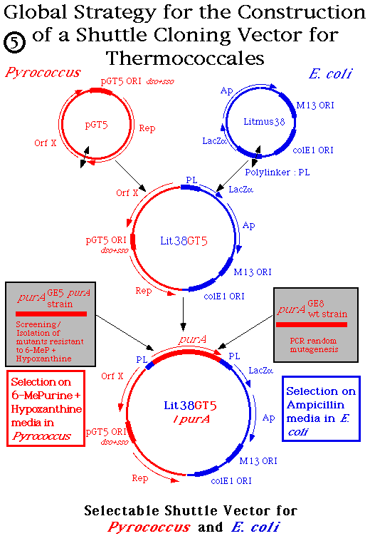 520x752 Extremophiles Congress