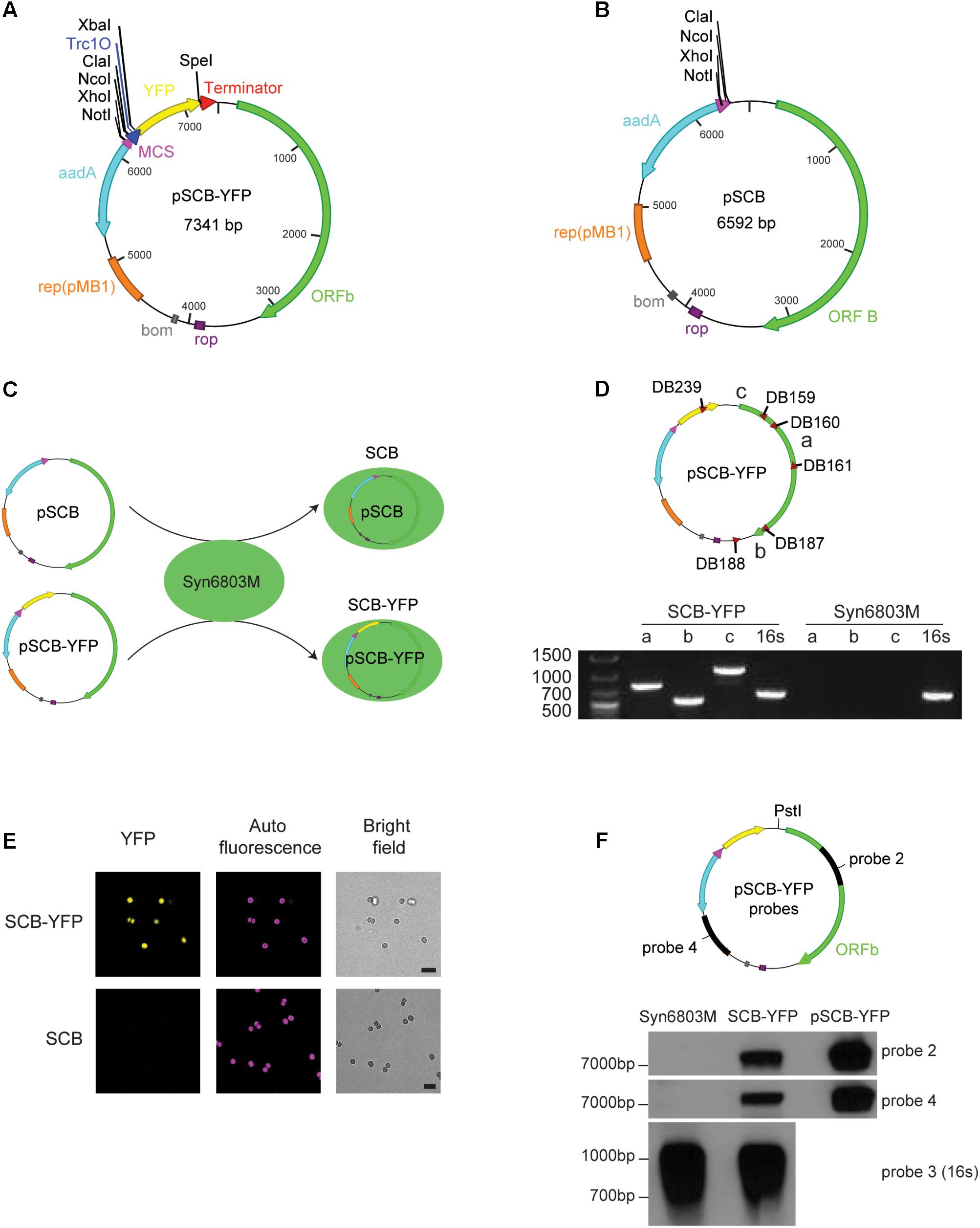 2005x2512 Frontiers Construction Of A Shuttle Vector Using An Endogenous