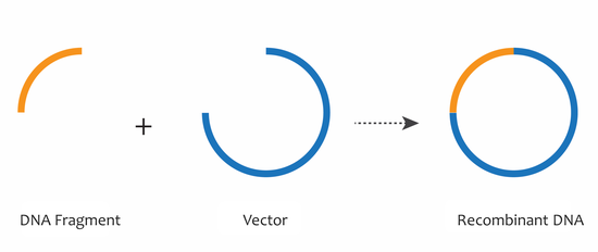What Is Vector Dna