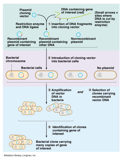 500x650 Figure An Overview Of Dna Cloning In Bacteria, Using