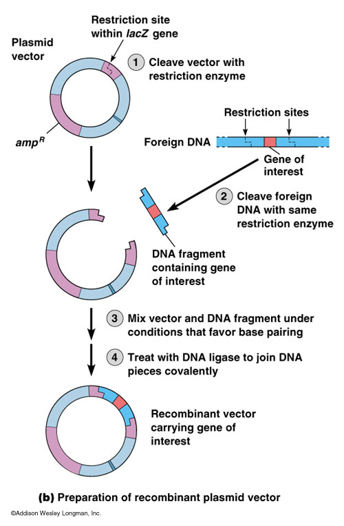 What Is Vector Dna At Vectorified.com | Collection Of What Is Vector ...