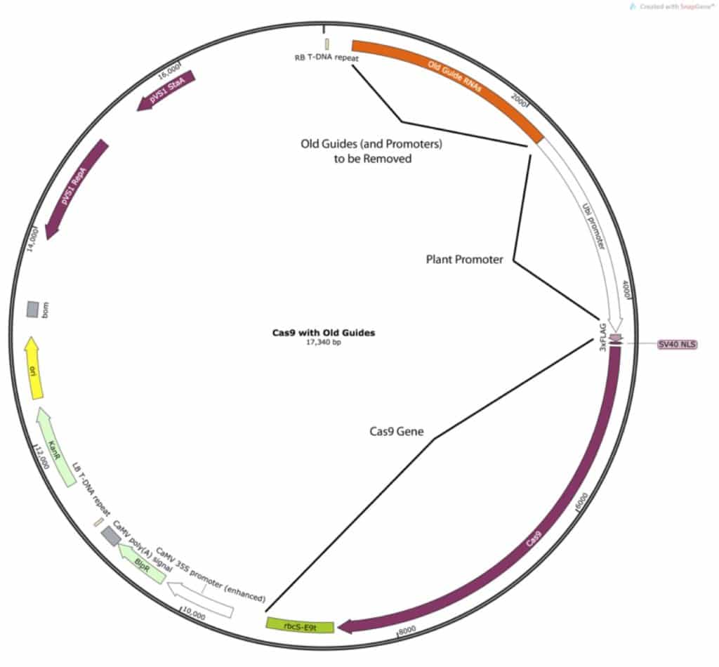 1024x950 How To Plan A Restriction Cloning Experiment In Silico