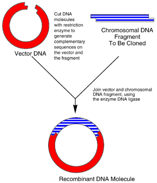 515x600 Illustration Of The Insertion Of Chromosomal Dna Into A Plasmid