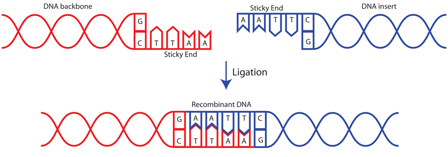 900x316 Addgene Protocol