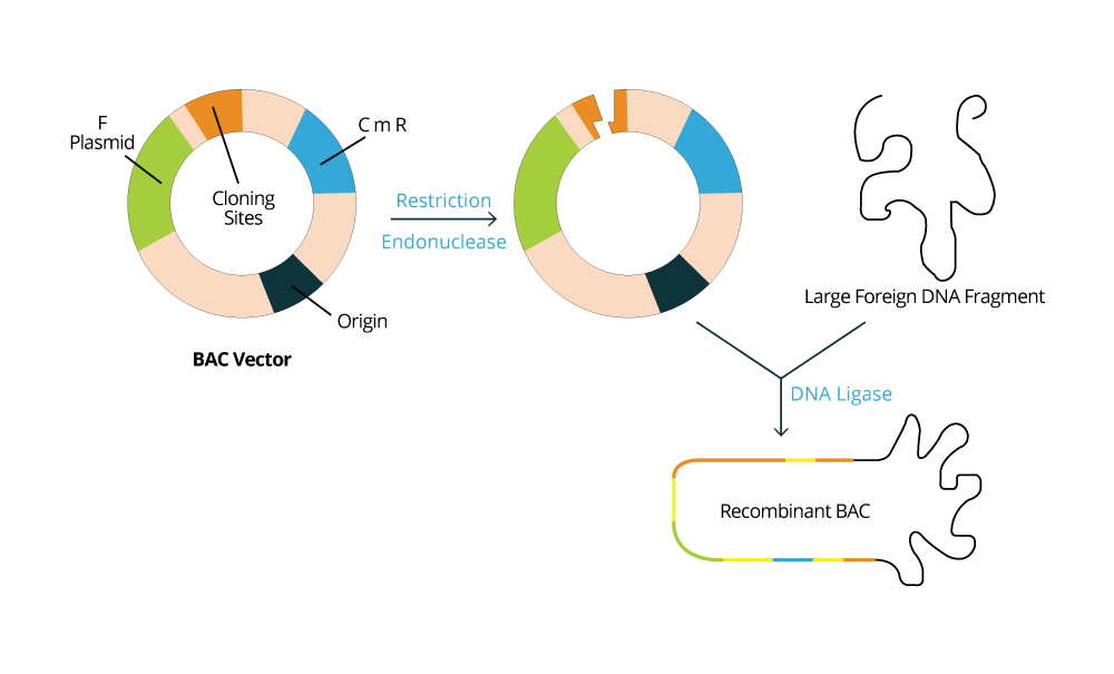 1000x605 Molecular Cloning Basics And Library Construction