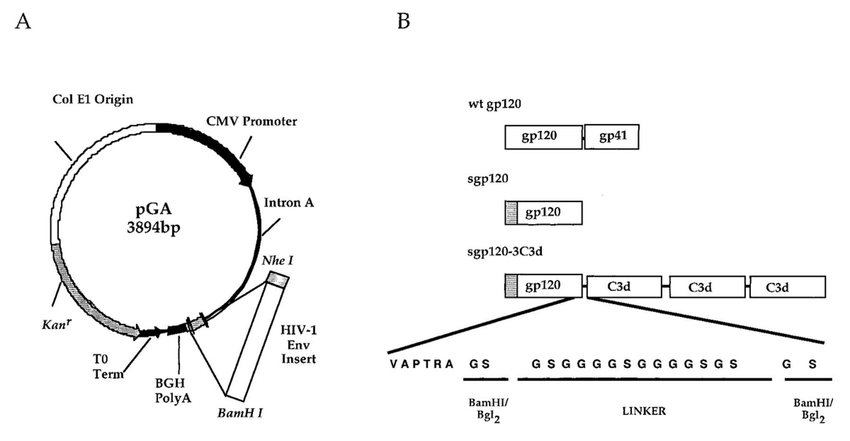 850x441 Schematic Representation Of Vector Dna Vaccine Constructs