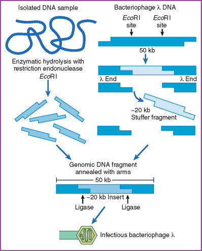 398x495 Cloning Vector