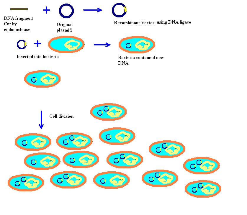 837x729 Structural Biochemistrythe Stepwise Process Of How Dna Is Cloned