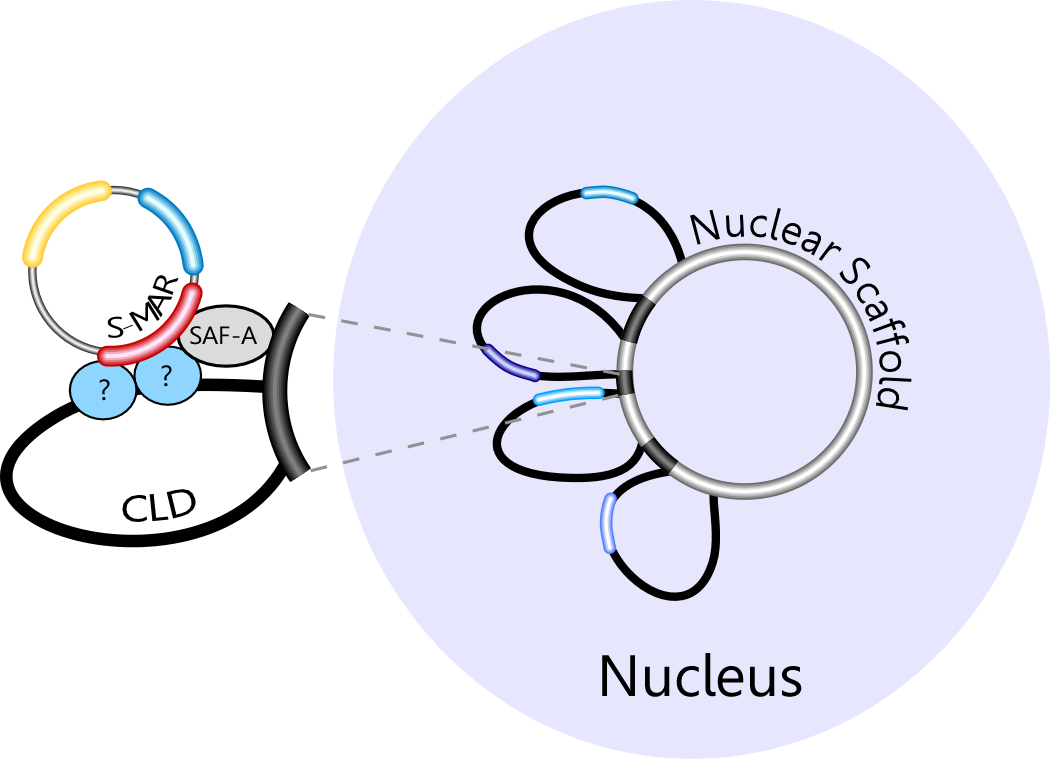 1051x759 Dna Vectors