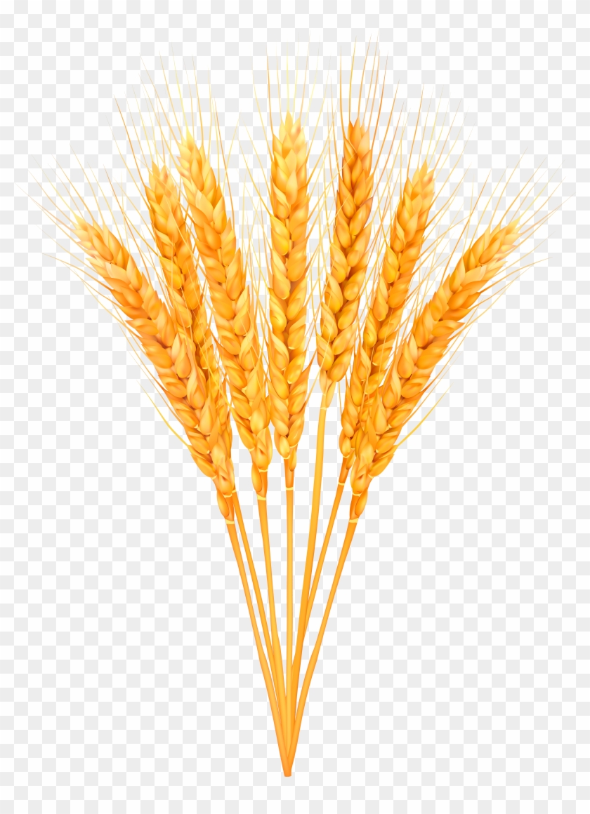 840x1160 Ripe Wheat Classes Png Clip Art Image