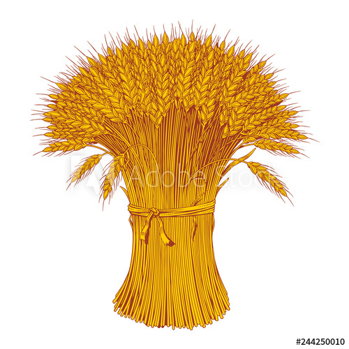 500x500 Sheaf Of Wheat Enagraving Ears Of Wheat, Barley Or Rye Vector