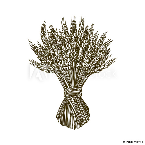 500x500 Sheaf Of Wheat Engraving Style Vector Illustration