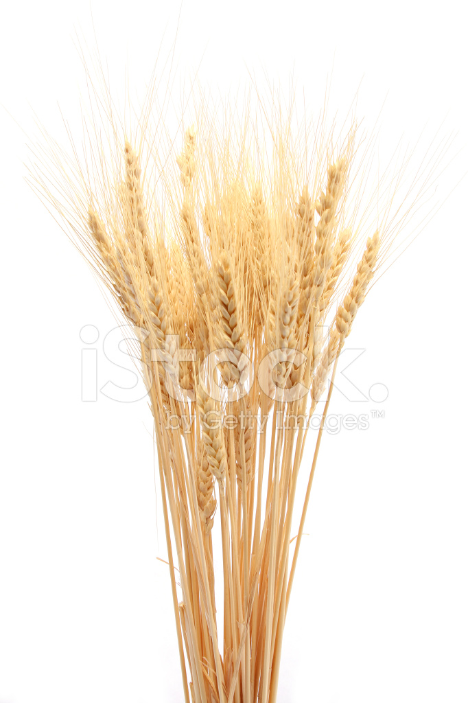 682x1024 Wheat Bunch Stock Photos