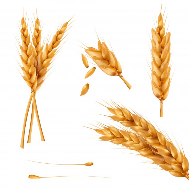 626x626 Wheat Vectors, Photos And Free Download