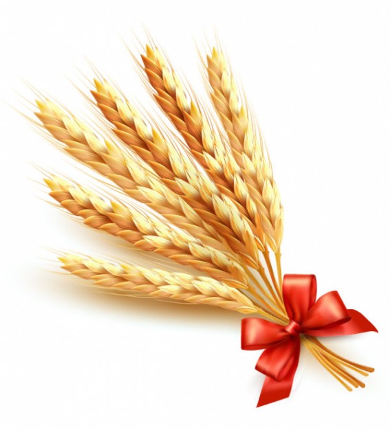 567x626 Wheat Bundle Vector