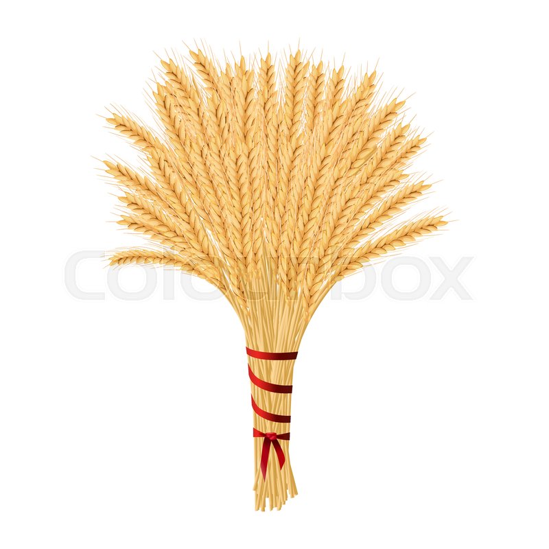 800x800 Bunch Of Wheat Reap Of Spiked Grain Stock Vector Colourbox