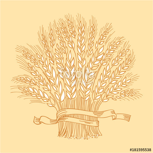 500x500 Hand Drawn Black Ripe Wheat Sheaf Stock Image And Royalty Free