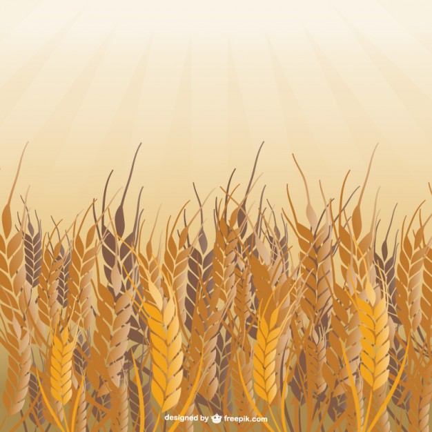 626x626 Field Of Wheat Vector Vector Free Download