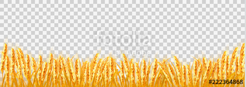 500x178 Gold Wheat Field On Transparent Background Vector Stock Image