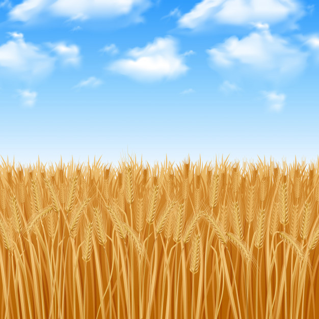 626x626 Golden Yellow Wheat Field And Summer Sky Background Vector Free