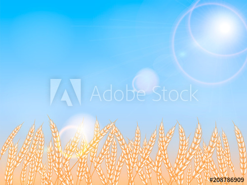 500x375 Ripe Wheat Field Vector Illustration