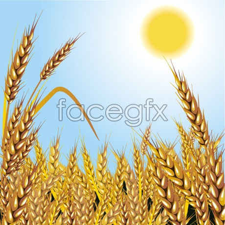 460x460 Sunshine Golden Wheat Field Vector Over Millions Vectors, Stock