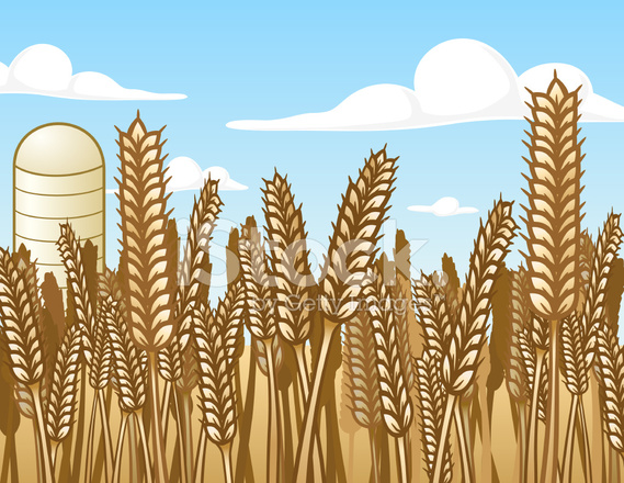 569x440 Wheat Field Vector Illustration Stock Vector