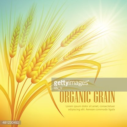 416x416 Wheat Field Vector Illustration Premium Clipart