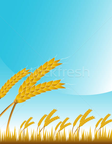 466x600 Wheat Field Vector Illustration John Takai
