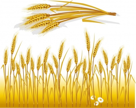464x368 Wheat Field Free Vector Download