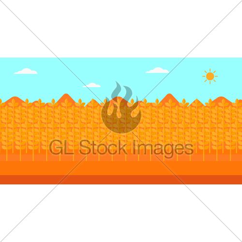 500x500 Background Of Wheat Field Gl Stock Images