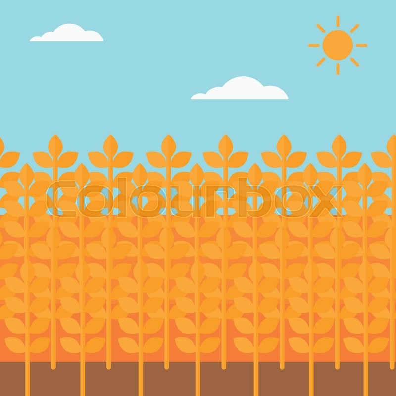 800x800 Background Of Wheat Field Vector Flat Stock Vector Colourbox