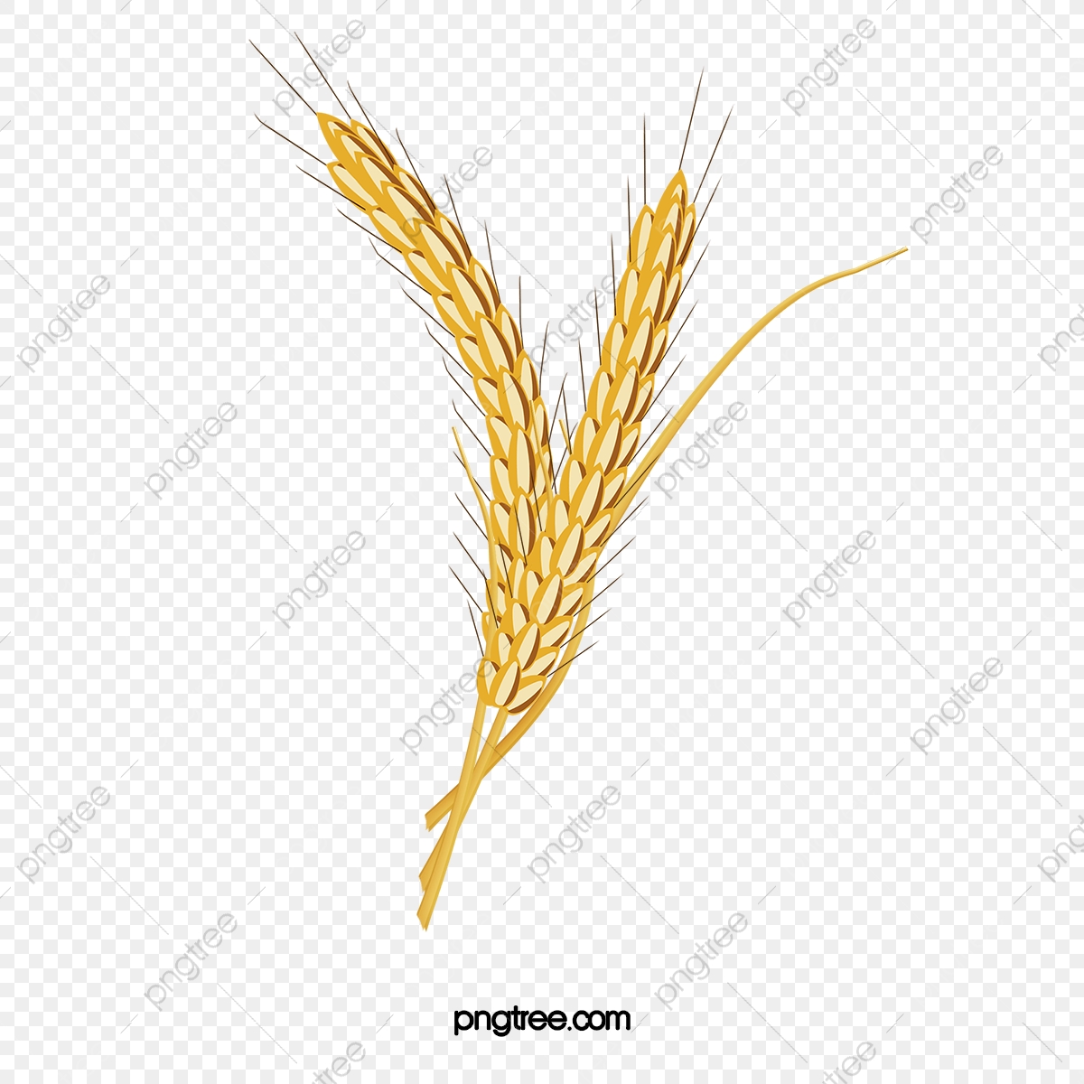 Wheat Grain Vector at Vectorified.com | Collection of Wheat Grain ...