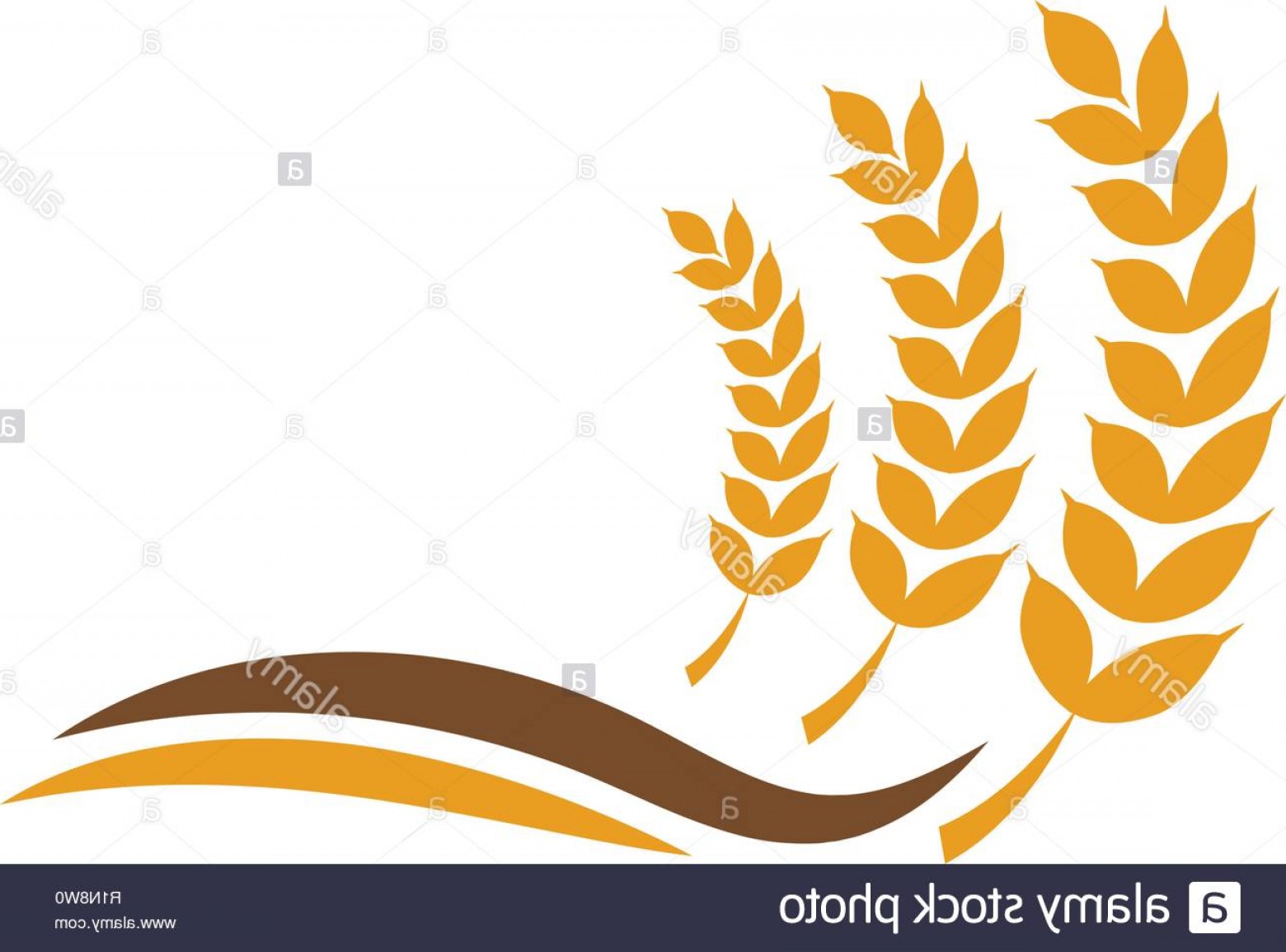1560x1155 Wheat Grain Agriculture Graphic Design Template Vector Image