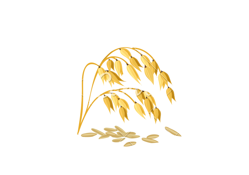 800x565 Wheat Grain Vector