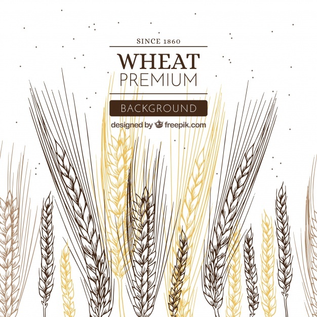 626x626 Wheat Grain Vectors, Photos And Free Download