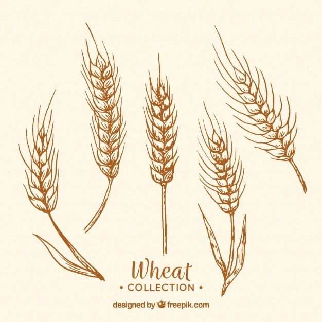 626x626 Wheat Vectors, Photos And Free Download
